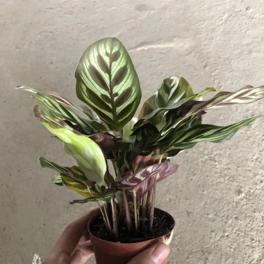 Cây Đuôi Công Mini 15cm Để Bàn - Lá Bắt Mắt, Dễ Chăm Sóc, Trang Trí Không Gian 6