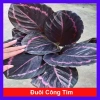 Cây đuôi công tím - Cây cảnh để bàn, giá ưu đãi 55.000₫ (giảm từ 66.550₫)