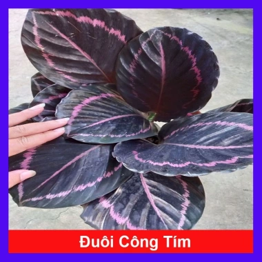 Cây đuôi công tím - Cây cảnh để bàn, giá ưu đãi 55.000₫ (giảm từ 66.550₫)