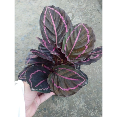 Cây đuôi công tím - Cây cảnh để bàn, giá ưu đãi 55.000₫ (giảm từ 66.550₫)