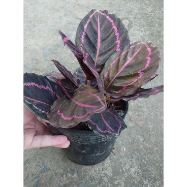 Cây đuôi công tím - Cây cảnh để bàn, giá ưu đãi 55.000₫ (giảm từ 66.550₫)