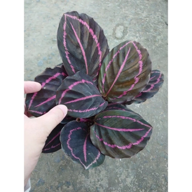 Cây đuôi công tím - Cây cảnh để bàn, giá ưu đãi 55.000₫ (giảm từ 66.550₫)