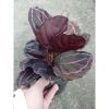 Cây đuôi công tím - Cây cảnh để bàn, giá ưu đãi 55.000₫ (giảm từ 66.550₫) 9