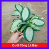 Cây Đuôi Công Trắng Lá Bạc - Cây Nội Thất Xanh, Giá ưu đãi 45.000 VNĐ