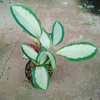 Cây Đuôi Công Trắng Lá Bạc - Cây Nội Thất Xanh, Giá ưu đãi 45.000 VNĐ 2 Cây Đuôi Công Trắng Lá Bạc - Cây Nội Thất Xanh, Giá ưu đãi 45.000 VNĐ 2