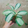 Cây Đuôi Công Trắng Lá Bạc - Cây Nội Thất Xanh, Giá ưu đãi 45.000 VNĐ 3