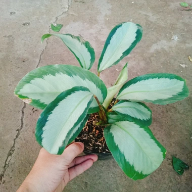 Cây Đuôi Công Trắng Lá Bạc - Cây Nội Thất Xanh, Giá ưu đãi 45.000 VNĐ 3 Cây Đuôi Công Trắng Lá Bạc - Cây Nội Thất Xanh, Giá ưu đãi 45.000 VNĐ 3