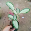 Cây Đuôi Công Trắng Lá Bạc - Cây Nội Thất Xanh, Giá ưu đãi 45.000 VNĐ 4
