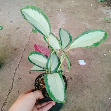 Cây Đuôi Công Trắng Lá Bạc - Cây Nội Thất Xanh, Giá ưu đãi 45.000 VNĐ