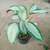 Cây Đuôi Công Trắng Lá Bạc - Cây Nội Thất Xanh, Giá ưu đãi 45.000 VNĐ 5