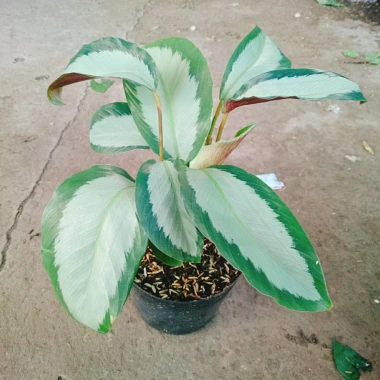 Cây Đuôi Công Trắng Lá Bạc - Cây Nội Thất Xanh, Giá ưu đãi 45.000 VNĐ 5 Cây Đuôi Công Trắng Lá Bạc - Cây Nội Thất Xanh, Giá ưu đãi 45.000 VNĐ 5
