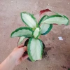 Cây Đuôi Công Trắng Lá Bạc - Cây Nội Thất Xanh, Giá ưu đãi 45.000 VNĐ 6