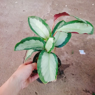 Cây Đuôi Công Trắng Lá Bạc - Cây Nội Thất Xanh, Giá ưu đãi 45.000 VNĐ 6 Cây Đuôi Công Trắng Lá Bạc - Cây Nội Thất Xanh, Giá ưu đãi 45.000 VNĐ 6
