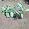 Cây Đuôi Công Trắng Lá Bạc - Cây Nội Thất Xanh, Giá ưu đãi 45.000 VNĐ 7