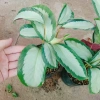 Cây Đuôi Công Trắng Lá Bạc - Cây Nội Thất Xanh, Giá ưu đãi 45.000 VNĐ 8
