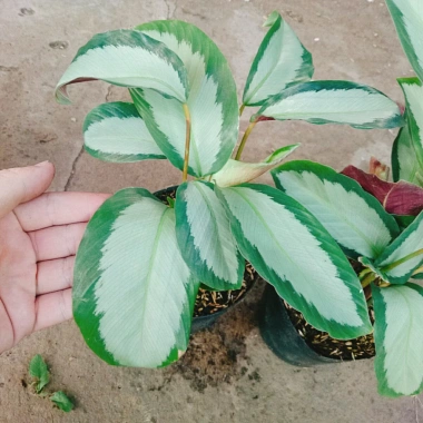 Cây Đuôi Công Trắng Lá Bạc - Cây Nội Thất Xanh, Giá ưu đãi 45.000 VNĐ