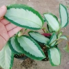 Cây Đuôi Công Trắng Lá Bạc - Cây Nội Thất Xanh, Giá ưu đãi 45.000 VNĐ 9