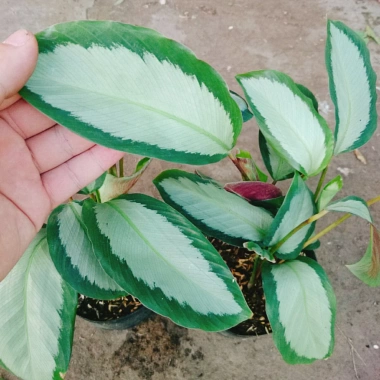 Cây Đuôi Công Trắng Lá Bạc - Cây Nội Thất Xanh, Giá ưu đãi 45.000 VNĐ