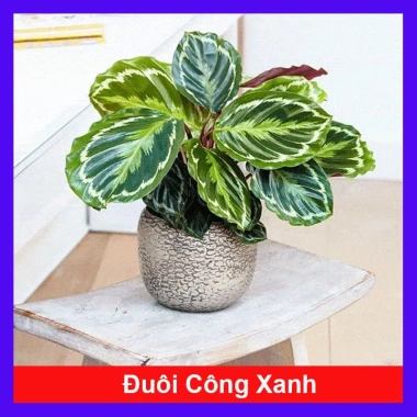 Cây Đuôi Công Xanh - Cây Cảnh Để Bàn Giá 65k, Thân Mạnh Mẽ, Dễ Chăm Sóc Cây Đuôi Công Xanh - Cây Cảnh Để Bàn Giá 65k, Thân Mạnh Mẽ, Dễ Chăm Sóc