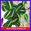 Cây Đuôi Công Xương Cá - Cây Cảnh Để Bàn, Giá 65.000đ, Cây Không Khí, Dễ Trồng