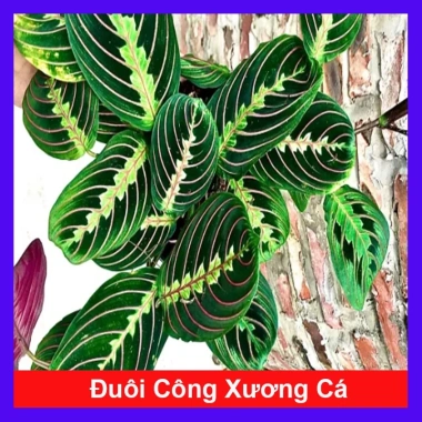 Cây Đuôi Công Xương Cá - Cây Cảnh Để Bàn, Giá 65.000đ, Cây Không Khí, Dễ Trồng