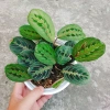 Cây Đuôi Công Xương Cá - Cây Cảnh Để Bàn, Giá 65.000đ, Cây Không Khí, Dễ Trồng 2