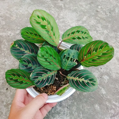 Cây Đuôi Công Xương Cá - Cây Cảnh Để Bàn, Giá 65.000đ, Cây Không Khí, Dễ Trồng