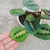 Cây Đuôi Công Xương Cá - Cây Cảnh Để Bàn, Giá 65.000đ, Cây Không Khí, Dễ Trồng 3