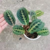 Cây Đuôi Công Xương Cá - Cây Cảnh Để Bàn, Giá 65.000đ, Cây Không Khí, Dễ Trồng 4