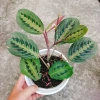Cây Đuôi Công Xương Cá - Cây Cảnh Để Bàn, Giá 65.000đ, Cây Không Khí, Dễ Trồng 5