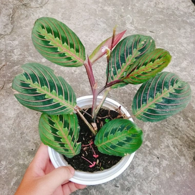 Cây Đuôi Công Xương Cá - Cây Cảnh Để Bàn, Giá 65.000đ, Cây Không Khí, Dễ Trồng