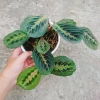 Cây Đuôi Công Xương Cá - Cây Cảnh Để Bàn, Giá 65.000đ, Cây Không Khí, Dễ Trồng 6