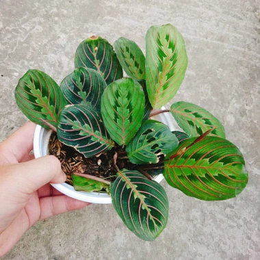 Cây Đuôi Công Xương Cá - Cây Cảnh Để Bàn, Giá 65.000đ, Cây Không Khí, Dễ Trồng