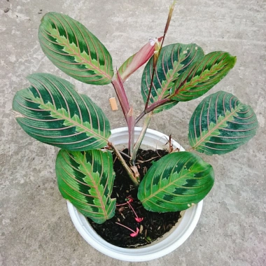 Cây Đuôi Công Xương Cá - Cây Cảnh Để Bàn, Giá 65.000đ, Cây Không Khí, Dễ Trồng