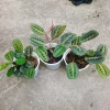 Cây Đuôi Công Xương Cá - Cây Cảnh Để Bàn, Giá 65.000đ, Cây Không Khí, Dễ Trồng 9