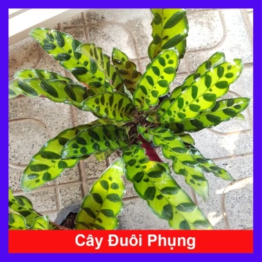 Cây Đuôi Phụng lá dài - Cây Đuôi Công 45.000₫, giảm từ 56.250, dễ chăm sóc, trang trí nhà