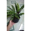 Cây Đuôi Phụng lá dài - Cây Đuôi Công 45.000₫, giảm từ 56.250, dễ chăm sóc, trang trí nhà 4
