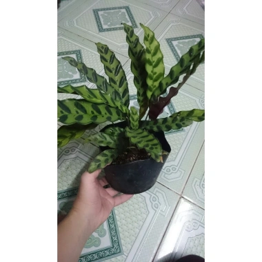 Cây Đuôi Phụng lá dài - Cây Đuôi Công 45.000₫, giảm từ 56.250, dễ chăm sóc, trang trí nhà