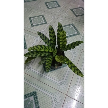 Cây Đuôi Phụng lá dài - Cây Đuôi Công 45.000₫, giảm từ 56.250, dễ chăm sóc, trang trí nhà