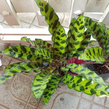 Cây Đuôi Phụng lá dài - Cây Đuôi Công 45.000₫, giảm từ 56.250, dễ chăm sóc, trang trí nhà