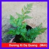 Cây Dương Xỉ Dạ Quang Giống Mới - Cây Cảnh Trang Trí Nội Thất Giá 55.000 VND