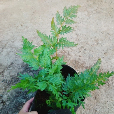 Cây Dương Xỉ Dạ Quang Giống Mới - Cây Cảnh Trang Trí Nội Thất Giá 55.000 VND 2