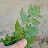 Cây Dương Xỉ Dạ Quang Giống Mới - Cây Cảnh Trang Trí Nội Thất Giá 55.000 VND 5