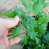 Cây Dương Xỉ Dạ Quang Giống Mới - Cây Cảnh Trang Trí Nội Thất Giá 55.000 VND 7