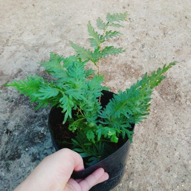 Cây Dương Xỉ Dạ Quang Giống Mới - Cây Cảnh Trang Trí Nội Thất Giá 55.000 VND 8