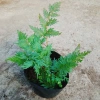 Cây Dương Xỉ Dạ Quang Giống Mới - Cây Cảnh Trang Trí Nội Thất Giá 55.000 VND 9