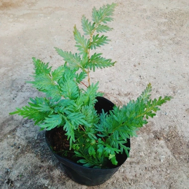 Cây Dương Xỉ Dạ Quang Giống Mới - Cây Cảnh Trang Trí Nội Thất Giá 55.000 VND 9