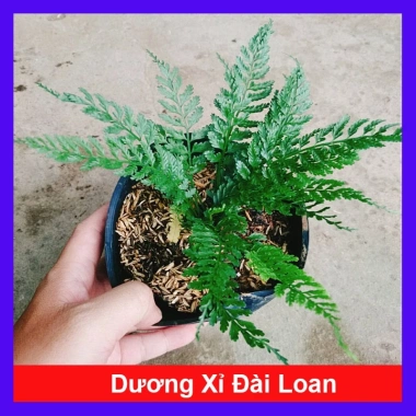 Cây Dương Xỉ Đài Loan - Cây Cảnh Nội Thất, Giá 39.000đ, Dễ Trồng, Không Cần Ánh Sáng