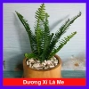 Cây Dương Xỉ Lá Me - Trồng Ban Công, Sân Vườn, Tiểu Cảnh, Chịu Nắng, Dễ Chăm Sóc, 18.000đ