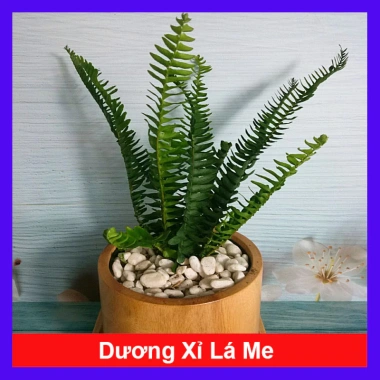 Cây Dương Xỉ Lá Me - Trồng Ban Công, Sân Vườn, Tiểu Cảnh, Chịu Nắng, Dễ Chăm Sóc, 18.000đ